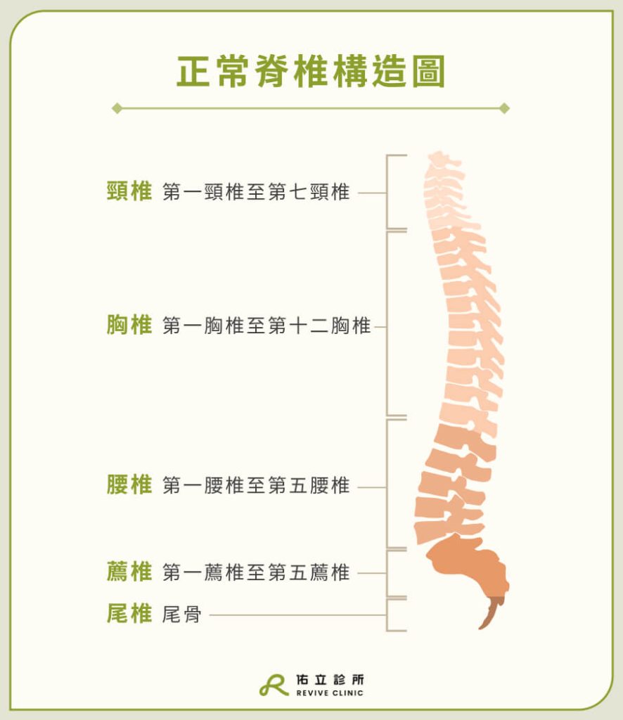 正常脊椎構造圖