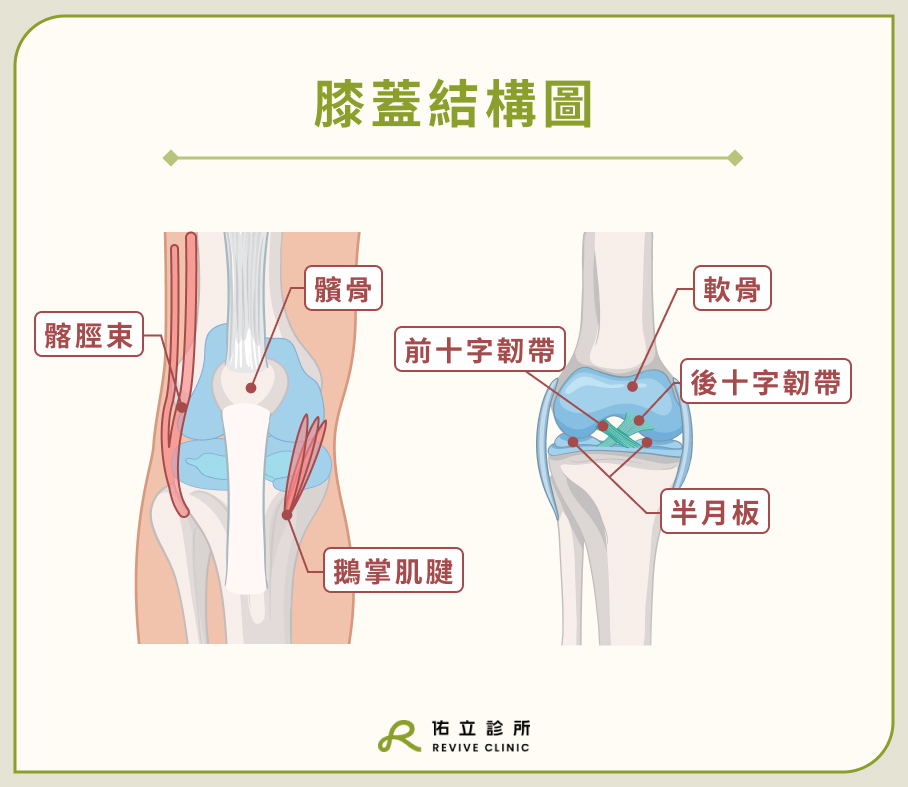 膝蓋結構圖